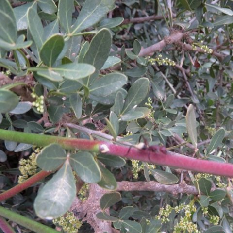 Searsia pterota